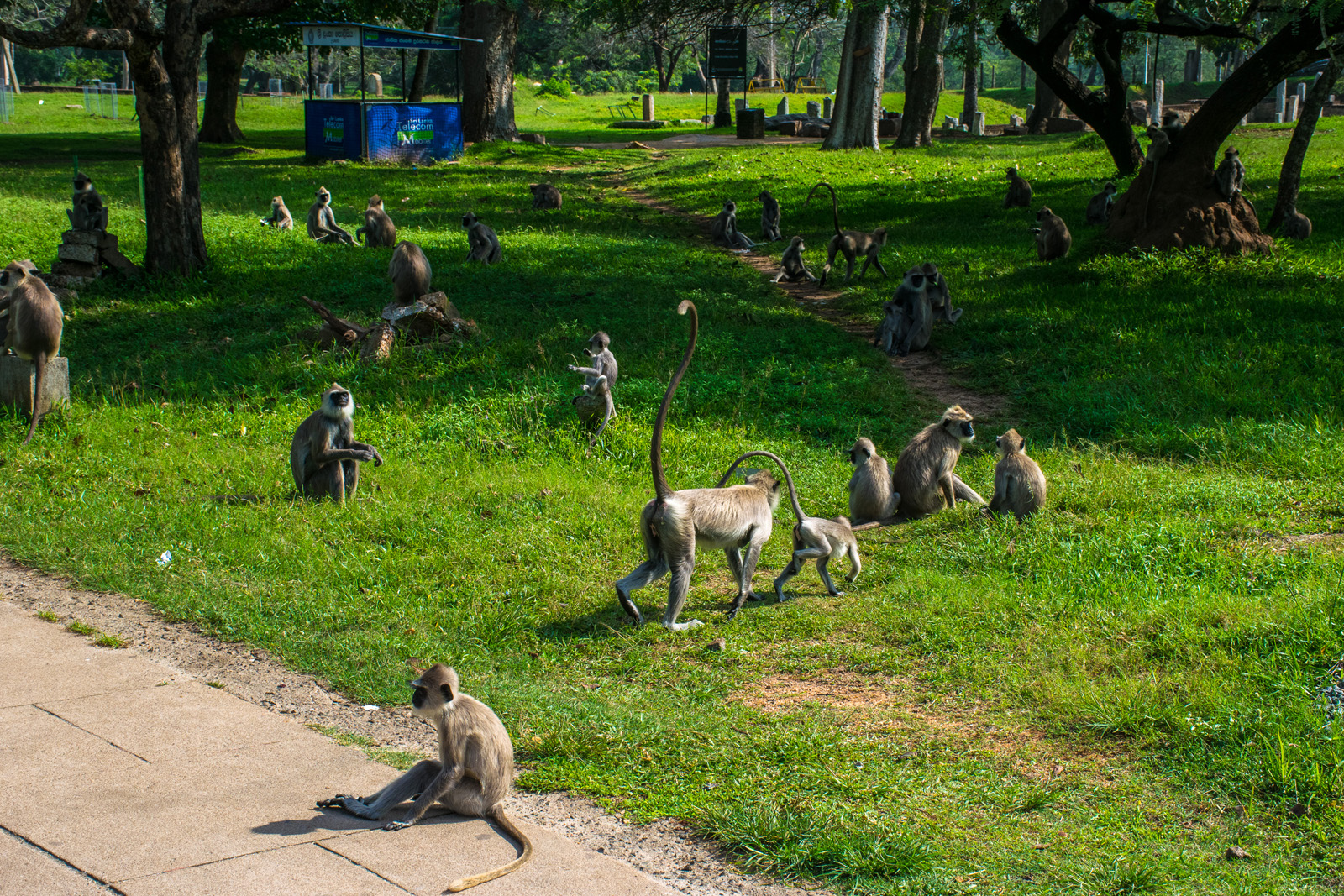 Monkeys in Sri Lanka